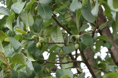 Terminalia chebula